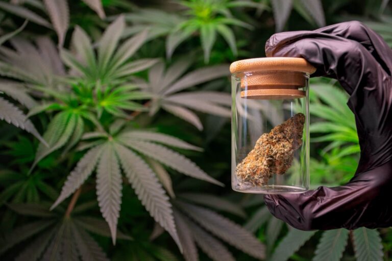 L’Europa abbraccia la cannabis medica